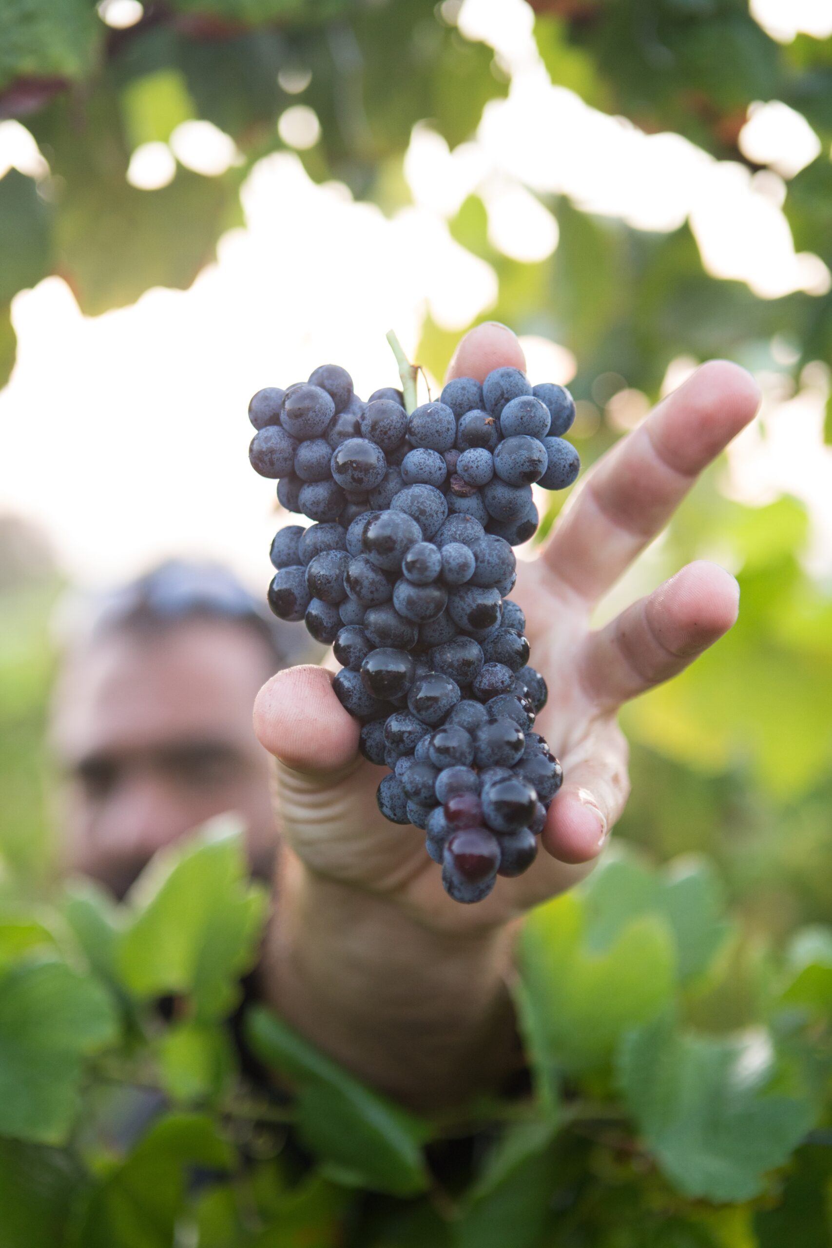 Red Grapes