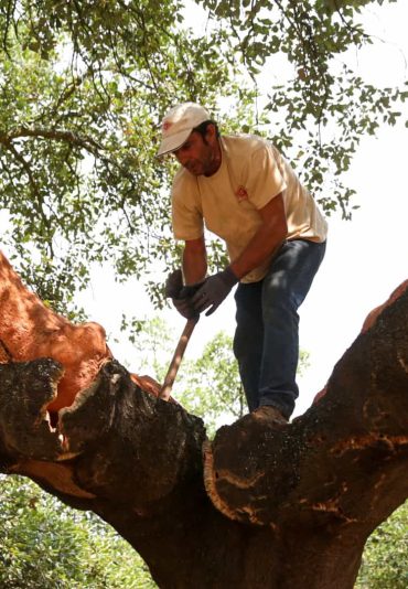 Cork Trees
