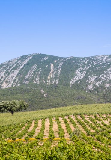 Arrábida Mountains, vineyard