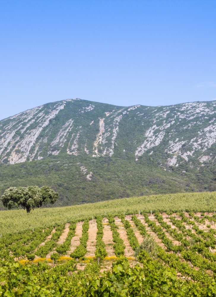 Arrábida Mountains, vineyard
