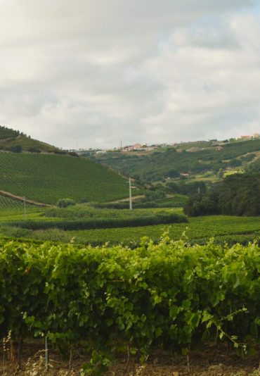 Lisbon Wine Region