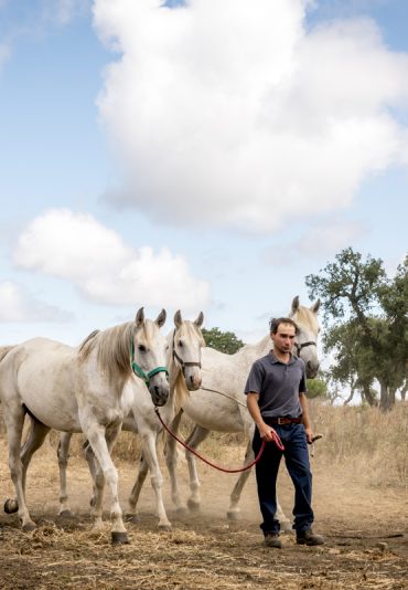 Horses in Ribatejo