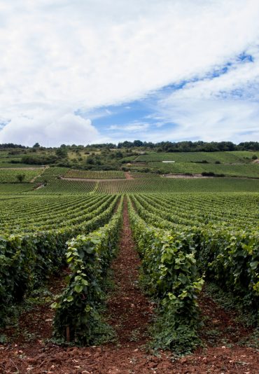 Vineyard