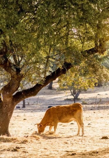 Cows grazing on the beautiful meadow Landscape view on the beautiful meadow with cow grazing during the sunrise in Portugal