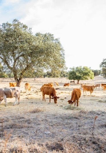 Landscape view on the beautiful meadow with cows grazing during the sunrise in Portugal