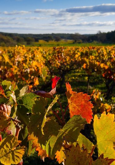 tour in vinho verde region tour in vinho verde region
