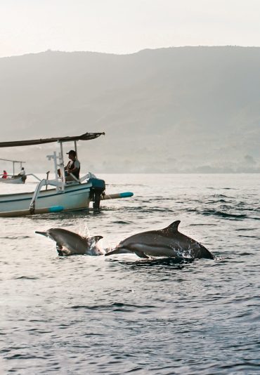 Dolphins and Boat