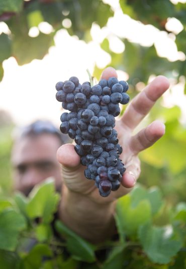 Red Grapes